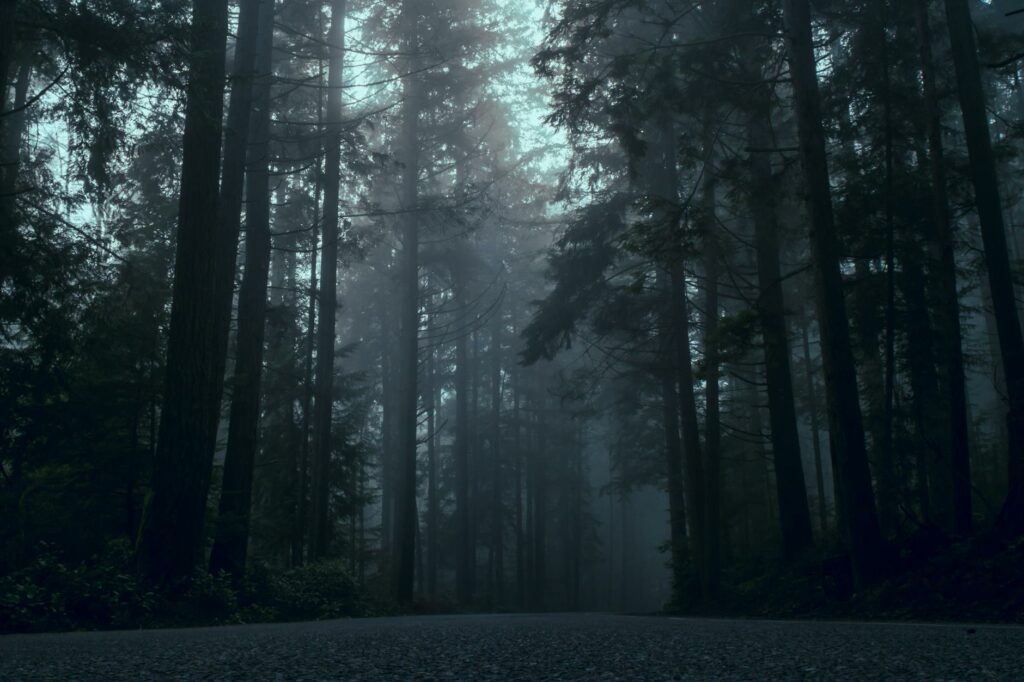 foggy forest
