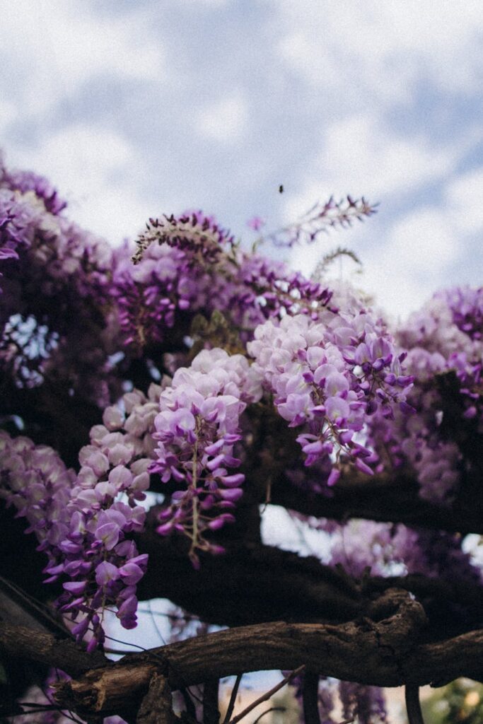 beautiful wisteria blossoms against sky