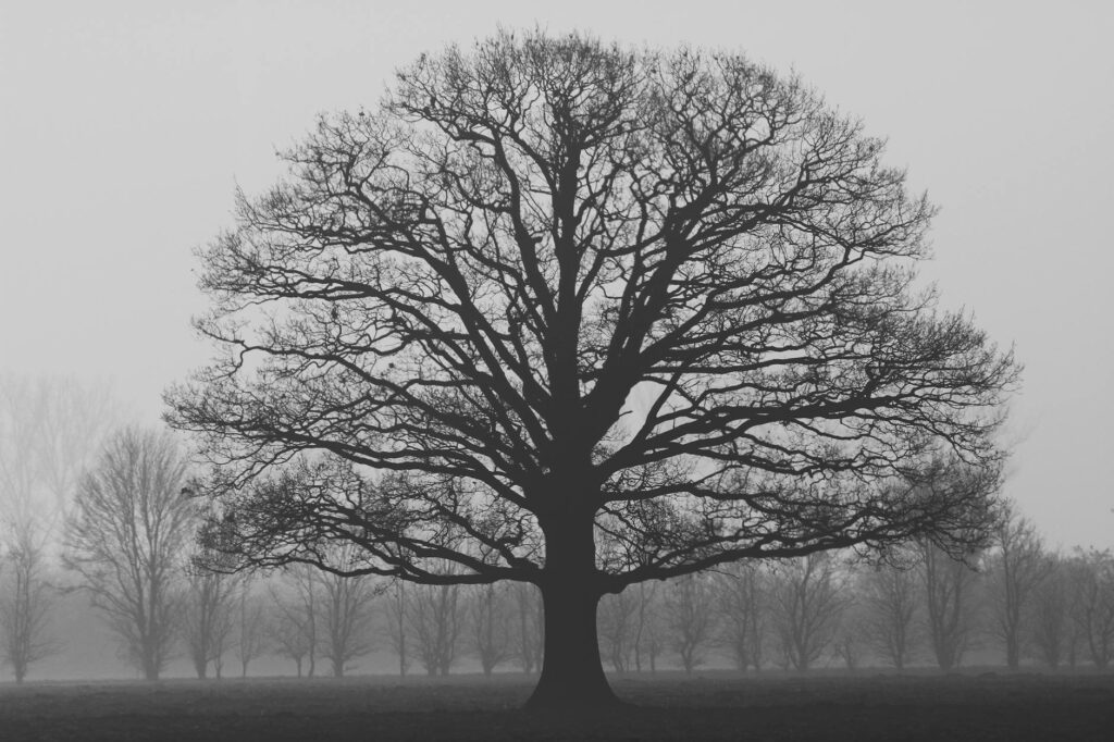grayscale photography of tree